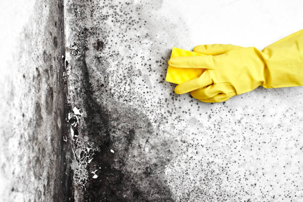 Best Kitchen Mold Remediation in Marble Falls, TX
