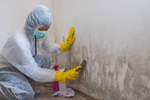 Best Kitchen Mold Remediation in Marble Falls, TX