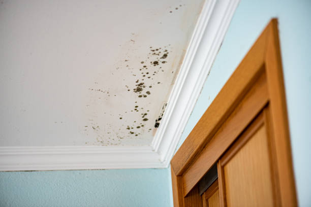 Best Localized Mold Remediation (e.g., coastal areas, humid climates) in Marble Falls, TX