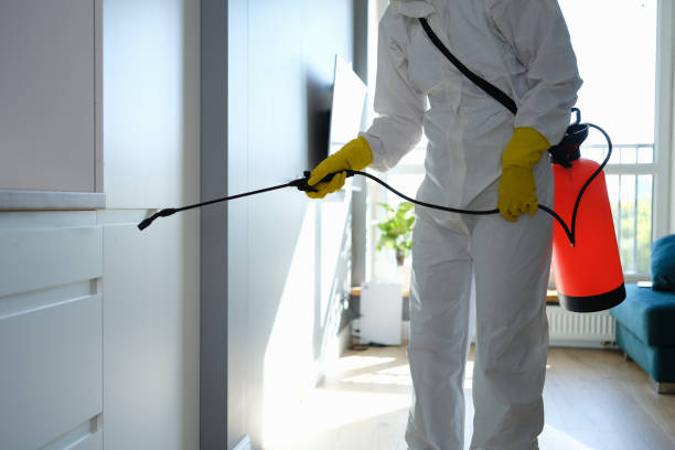 Best Emergency Mold Remediation in Marble Falls, TX