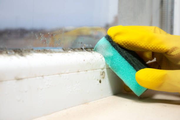 Best Residential Mold Remediation in Marble Falls, TX