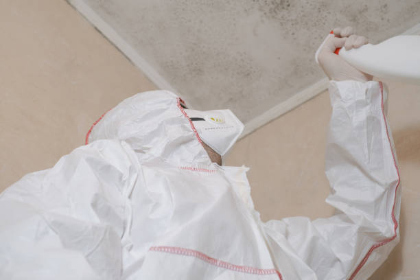 Best Mold Remediation for Schools in Marble Falls, TX