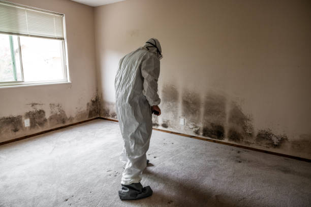 Reliable Marble Falls, TX Mold Remediation Solutions