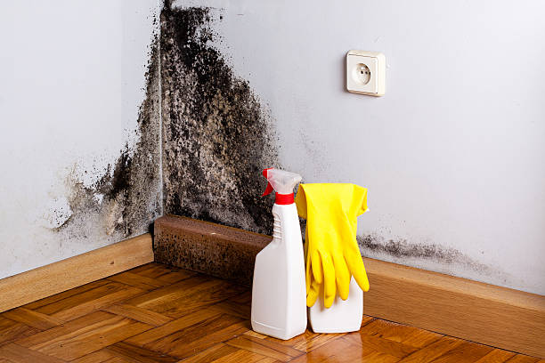 Trusted Marble Falls, TX Mold Remediation Experts