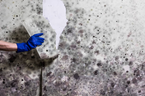 Best Black Mold Remediation in Marble Falls, TX