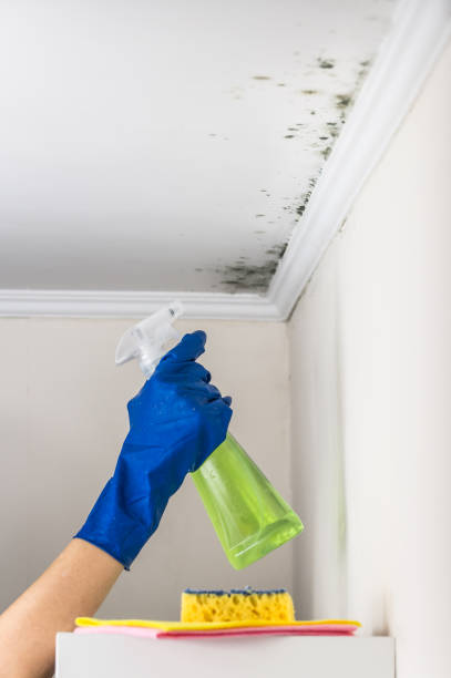 Best Health and Safety Mold Remediation in Marble Falls, TX