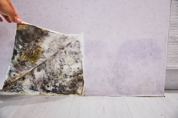 Best Commercial Mold Remediation in Marble Falls, TX